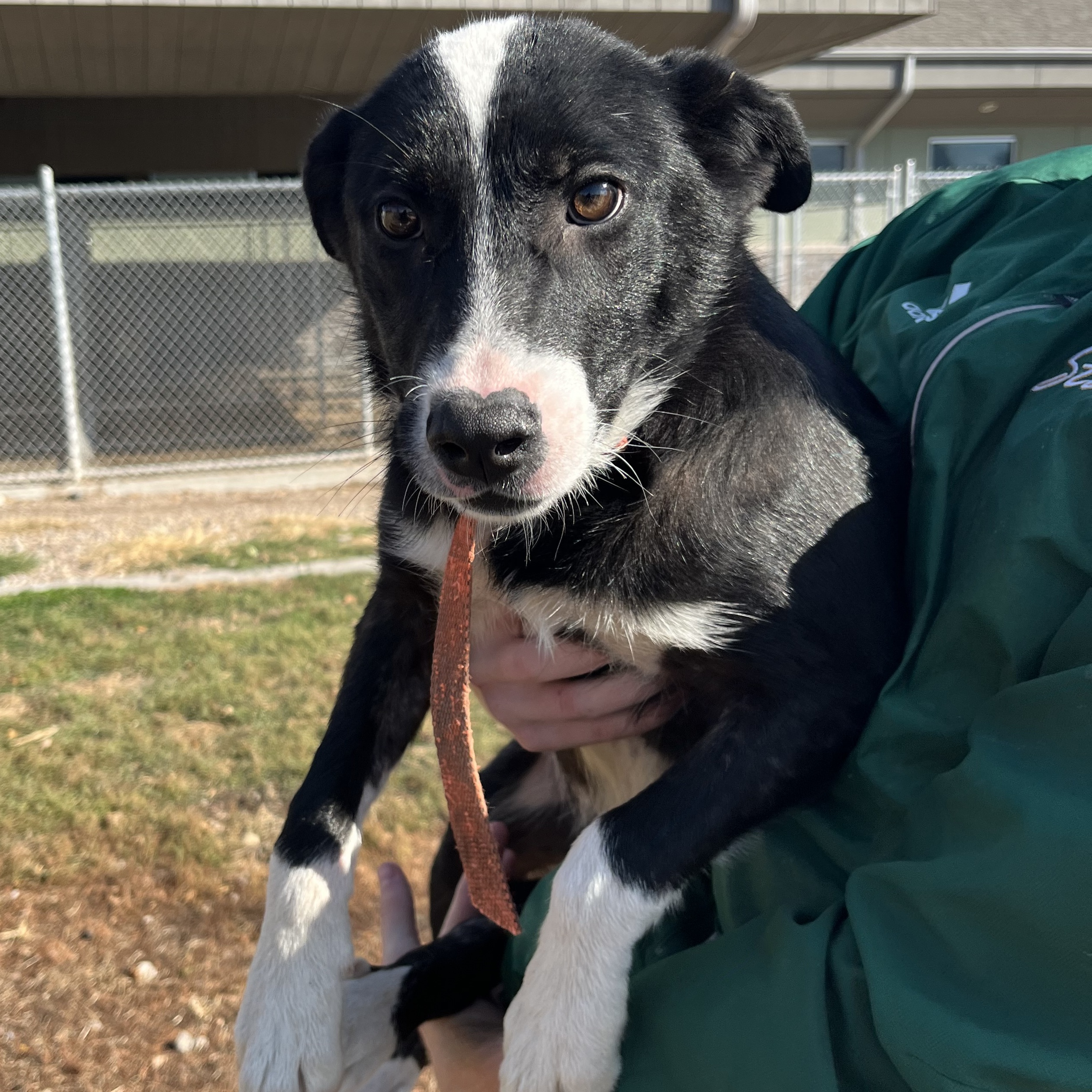 Kearney Animal Shelter - mtv932i