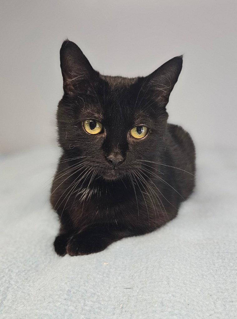 Enlarge Brownie, a Adoptable Domestic Short Hair in Lovingston, VA image 1/3