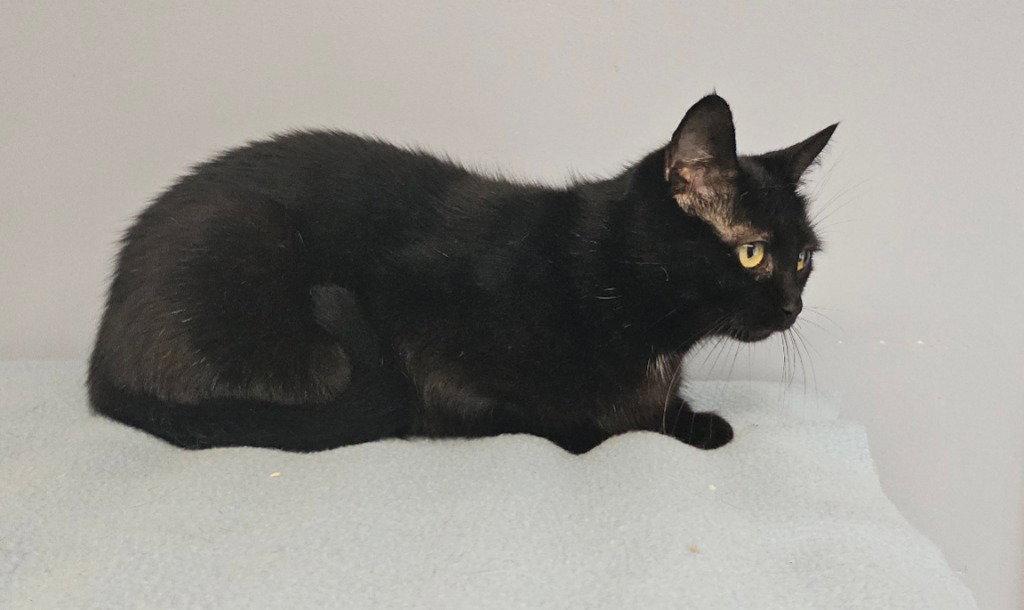 Brownie, a Adoptable Domestic Short Hair in Lovingston, VA image 2/3