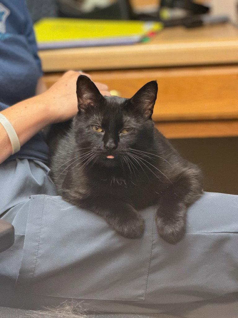 Enlarge Brownie, a Adoptable Domestic Short Hair in Lovingston, VA image 2/3