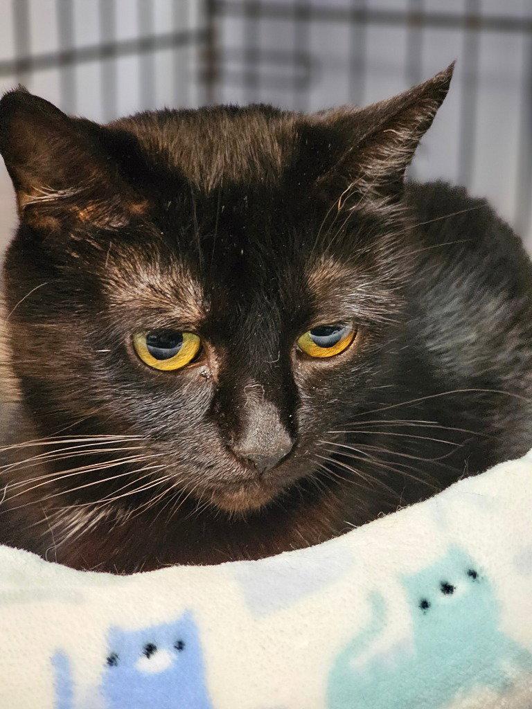 Enlarge Brownie, a Adoptable Domestic Short Hair in Lovingston, VA image 3/3