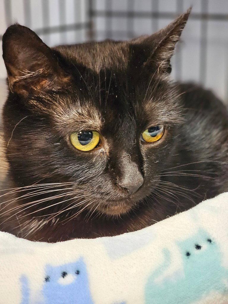 Brownie, a Adoptable Domestic Short Hair in Lovingston, VA image 3/3