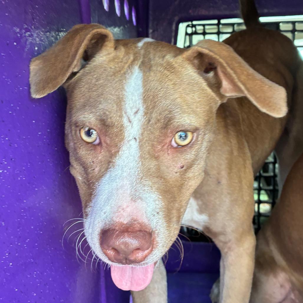 Enlarge Peach, a Adoptable mixed breed in Bronson, FL image 2/2