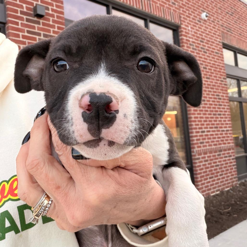 Enlarge Princess, a Adoptable Pit Bull Terrier in Lee's Summit, MO image 1/2
