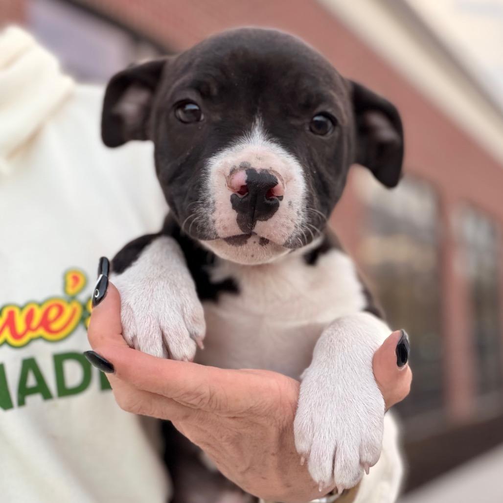 Enlarge Princess, a Adoptable Pit Bull Terrier in Lee's Summit, MO image 2/2