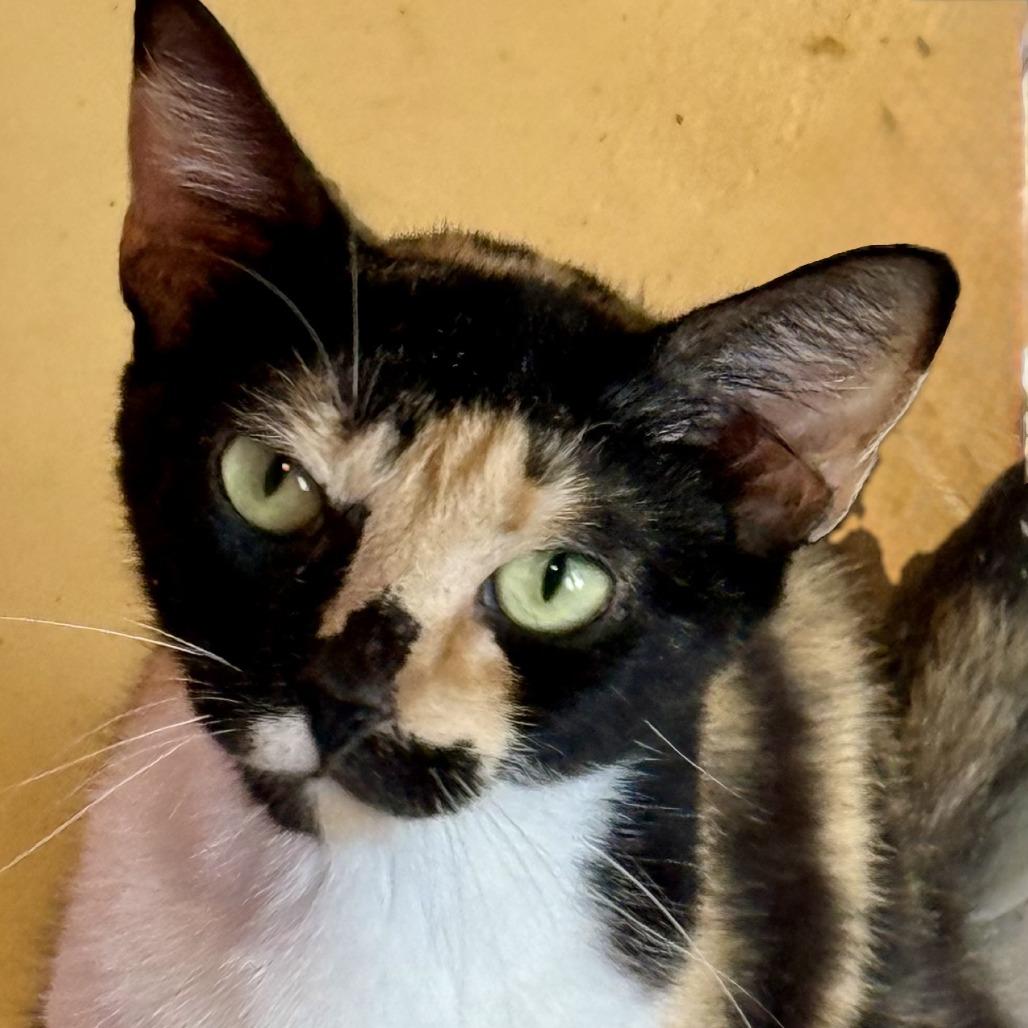 Catniss, Adoptable, Young Female Domestic Short Hair.