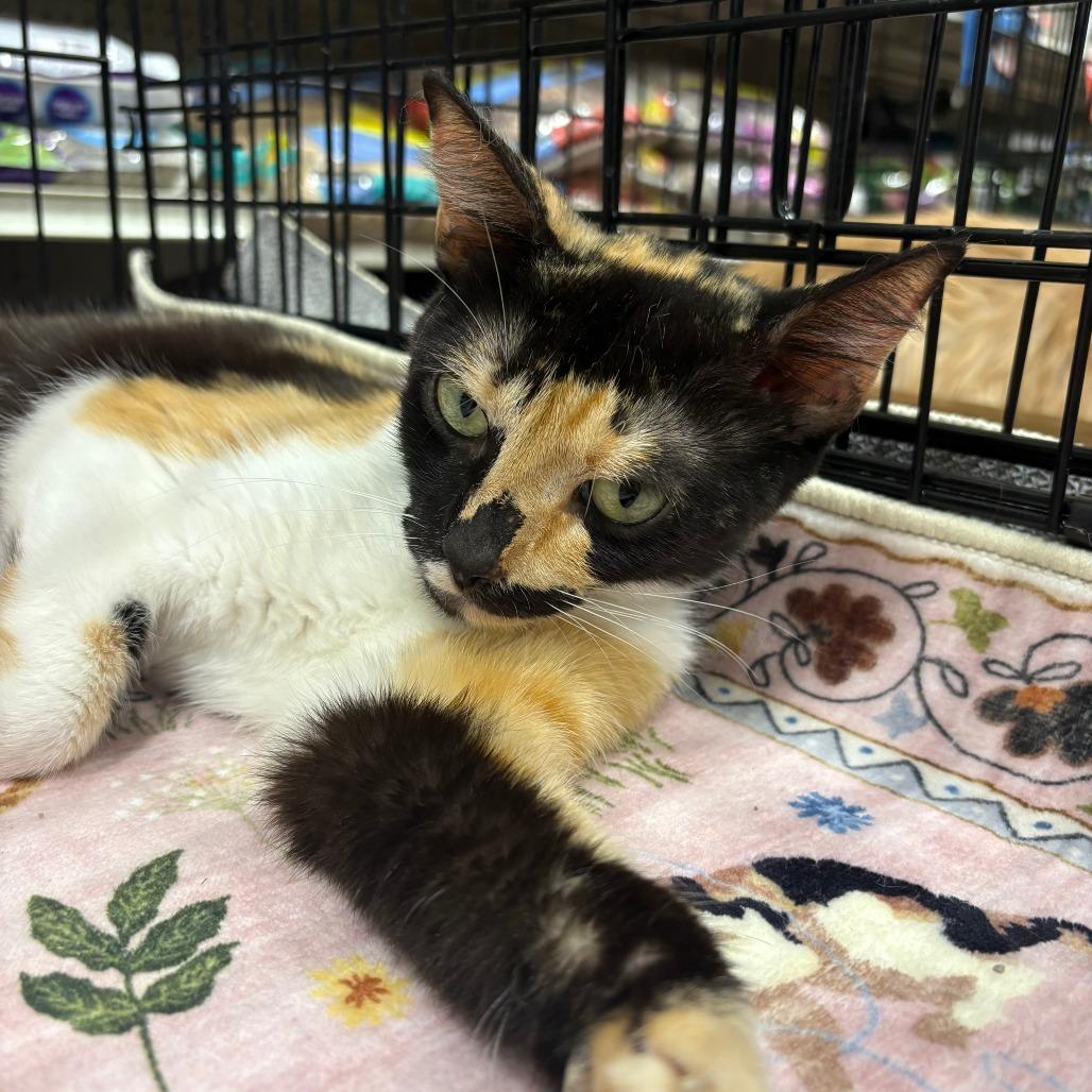 Catniss, Adoptable, Young Female Domestic Short Hair.