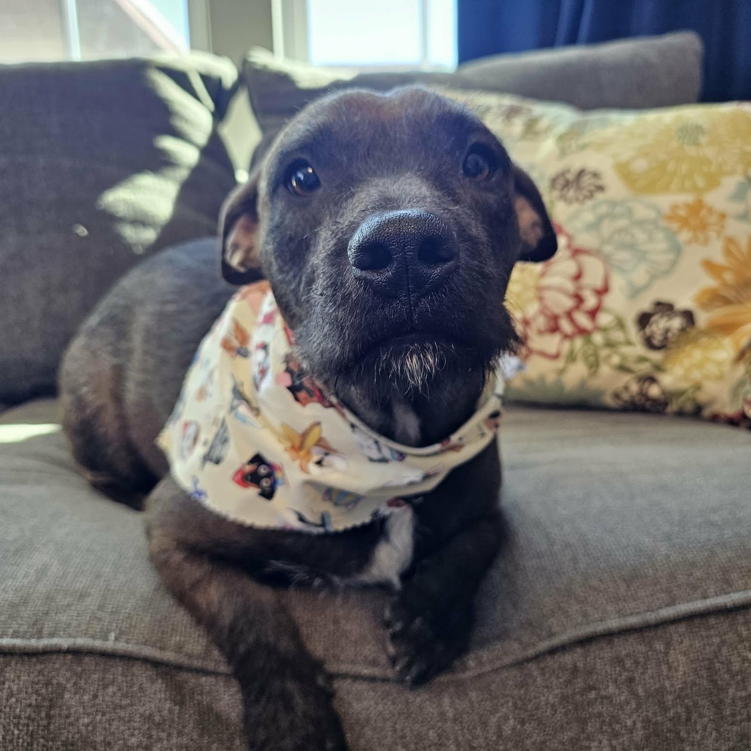 Baby Girl Gorda — thumbnail 5