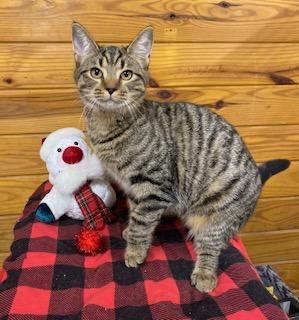 Rebel, Adoptable, Kitten Female Tabby.