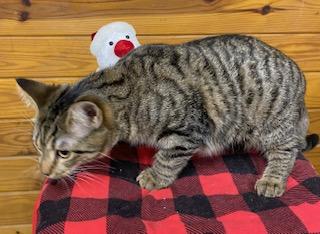 Rebel, a Adoptable Tabby in Cary, NC image 2/3