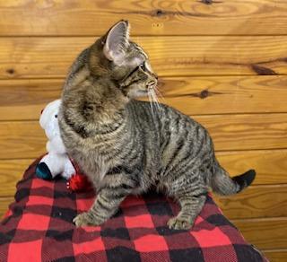Rebel, a Adoptable Tabby in Cary, NC image 3/3