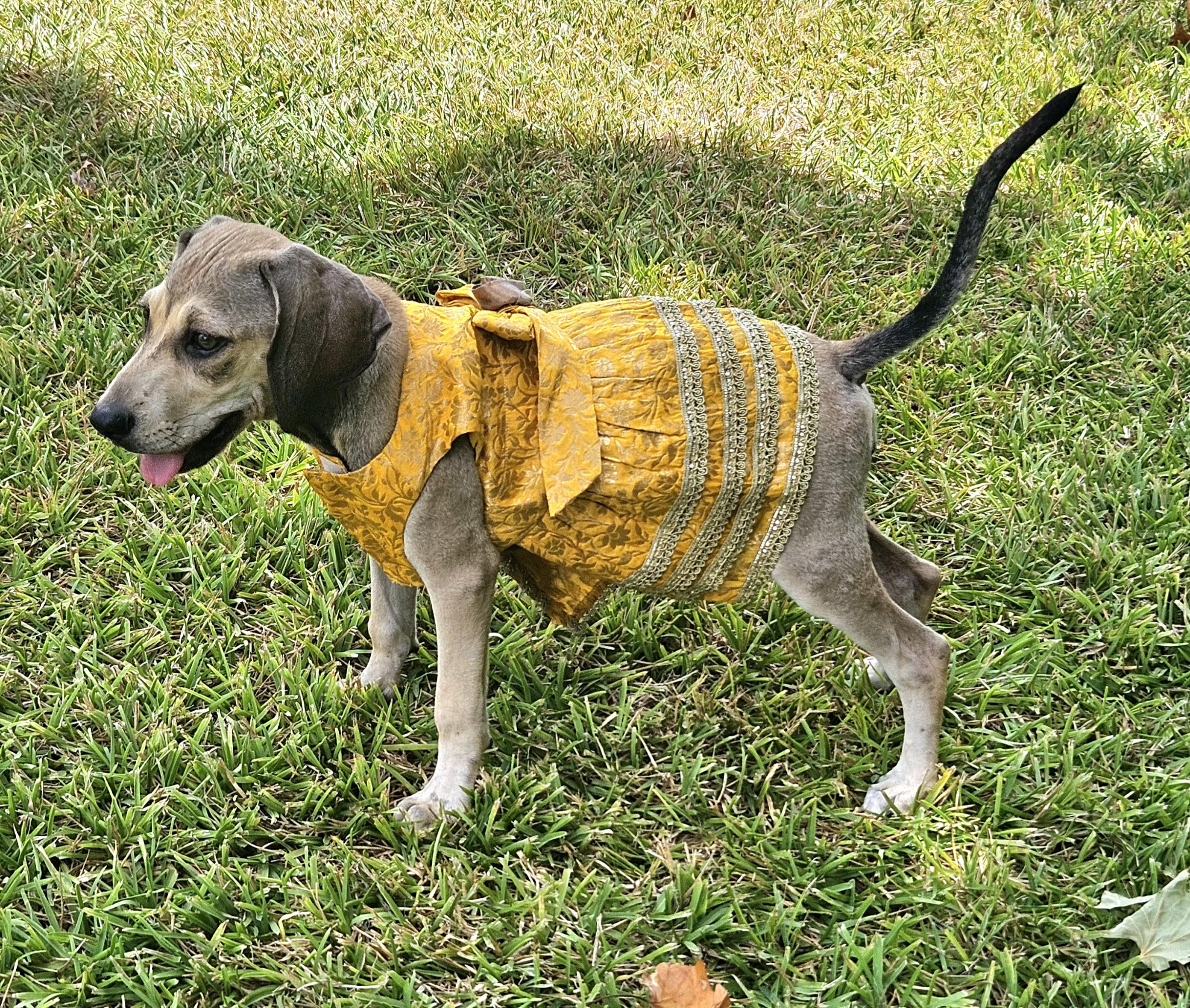 Enlarge Eleanor , an adopted mixed breed in West Harrison , NY image 2/4