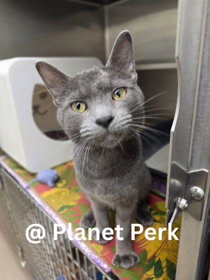 Enlarge String Bean , an adopted Domestic Short Hair in Oshkosh, WI image 1/2