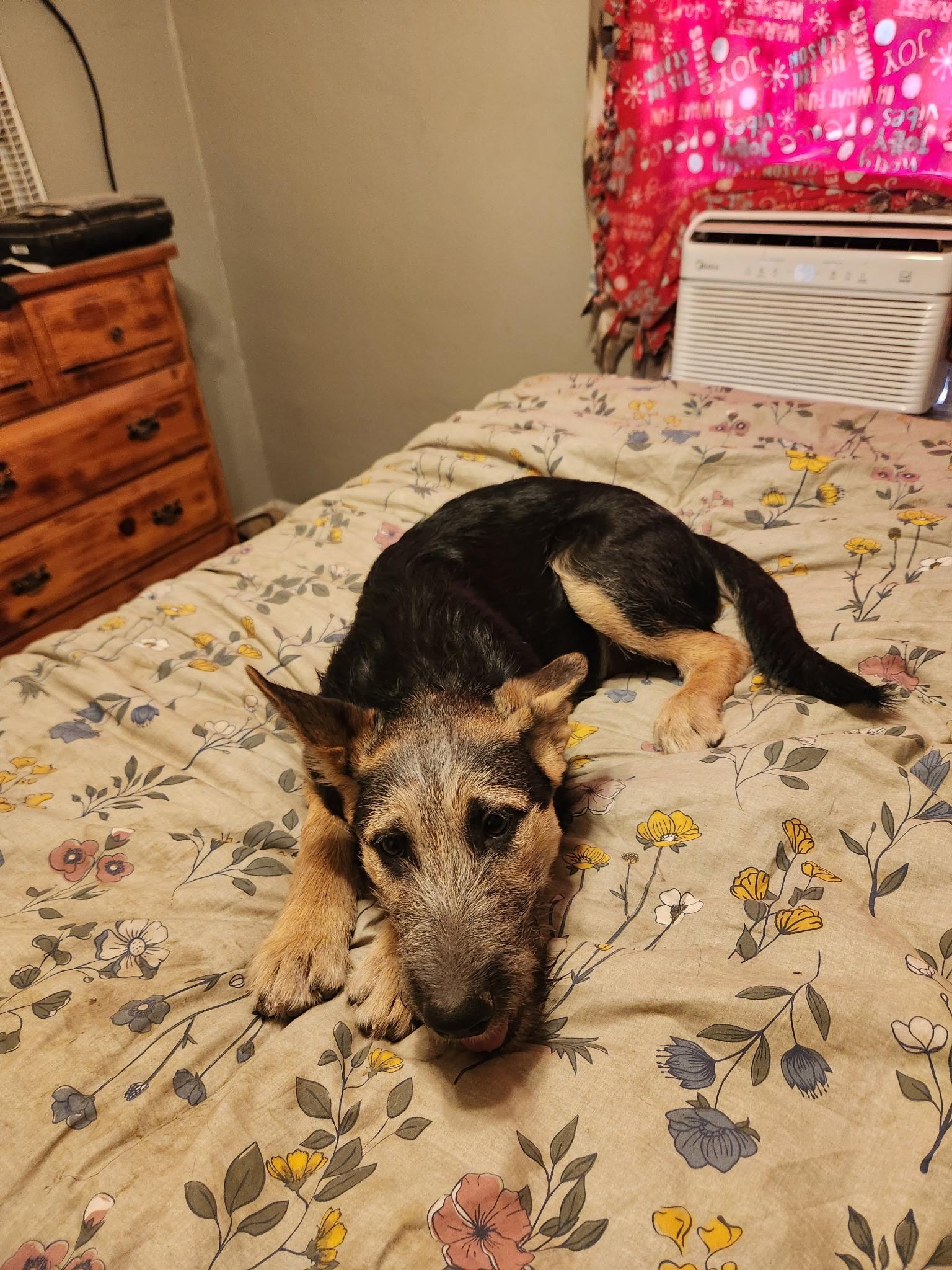 Enlarge Orion, a Adoptable German Shepherd Dog in Jerome, ID image 2/4