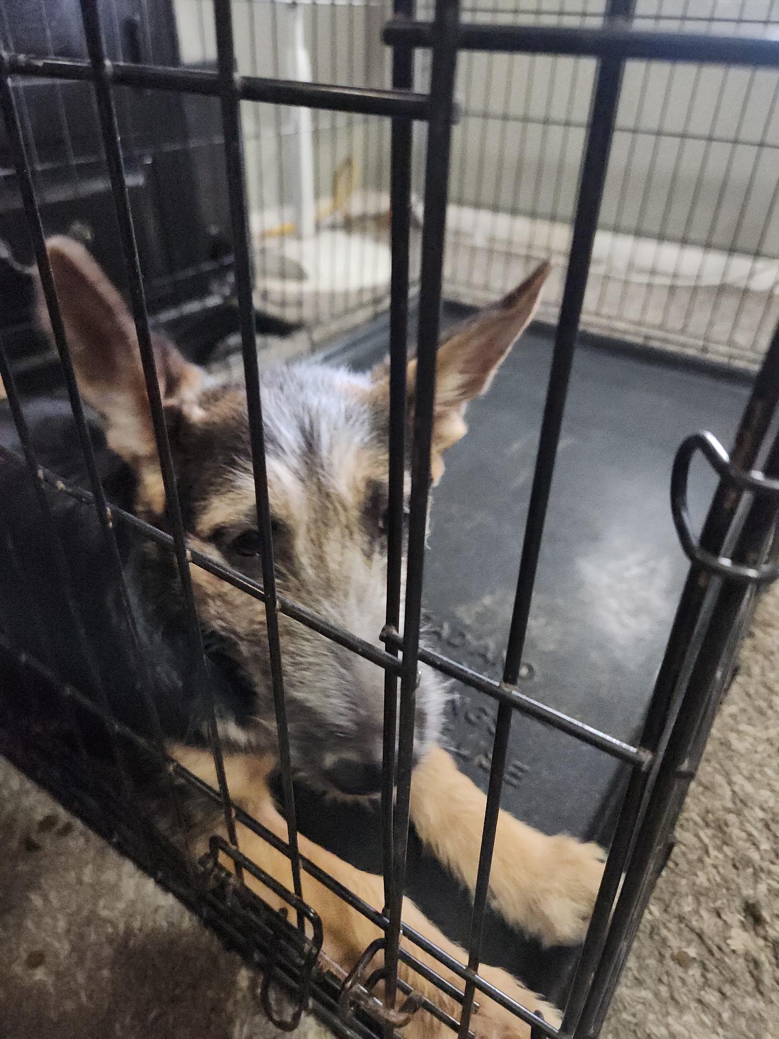 Enlarge Orion, a Adoptable German Shepherd Dog in Jerome, ID image 3/4