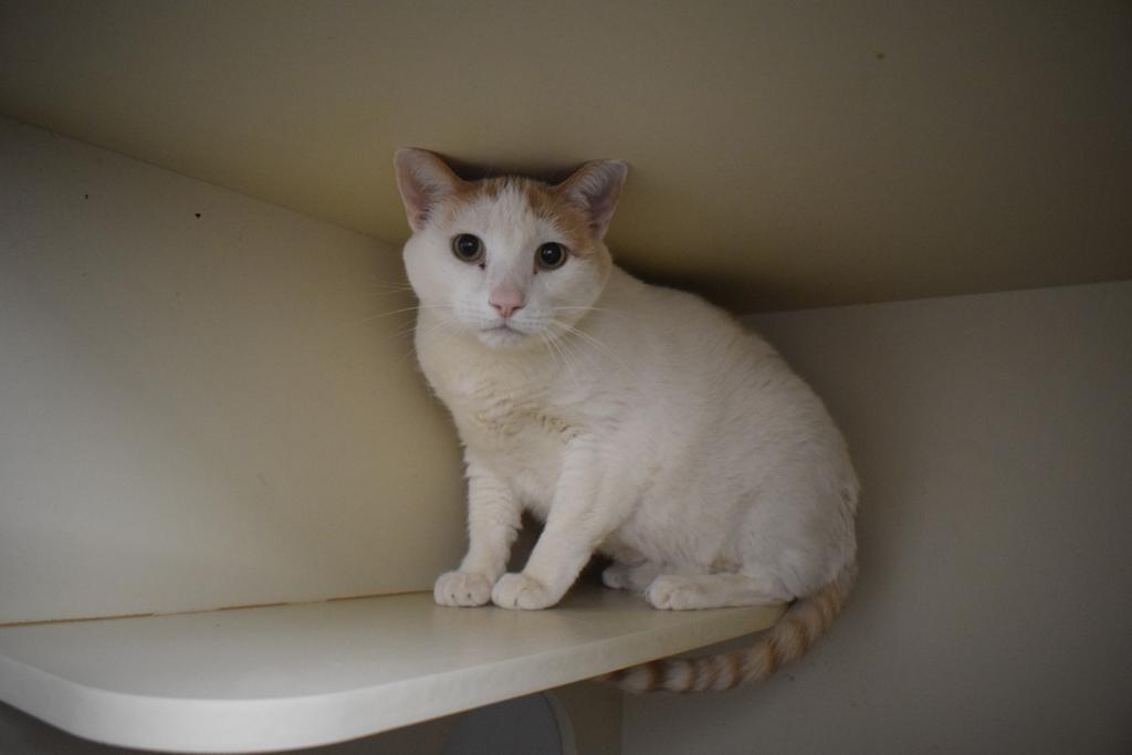 Elliott, Adoptable, Adult Male Domestic Short Hair.