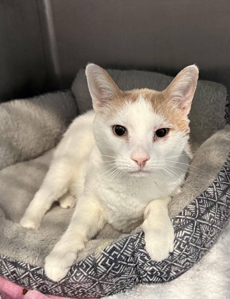 Enlarge Elliott, a Adoptable mixed breed in Pahrump, NV image 2/3