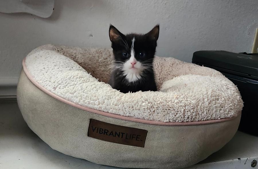 Figaro, adopted, Kitten Male Domestic Short Hair.