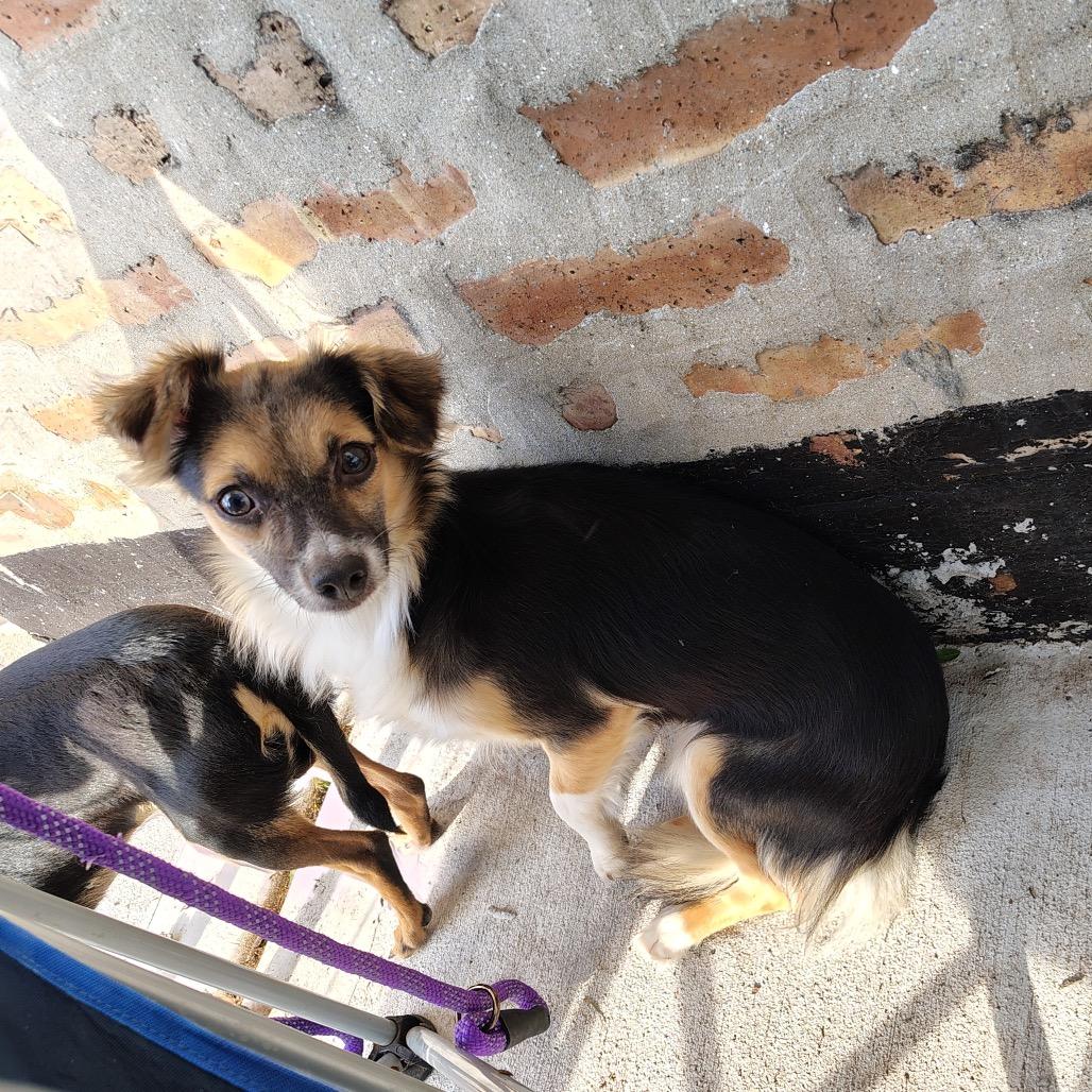 Peter, Adoptable, Adult Male Mixed Breed.