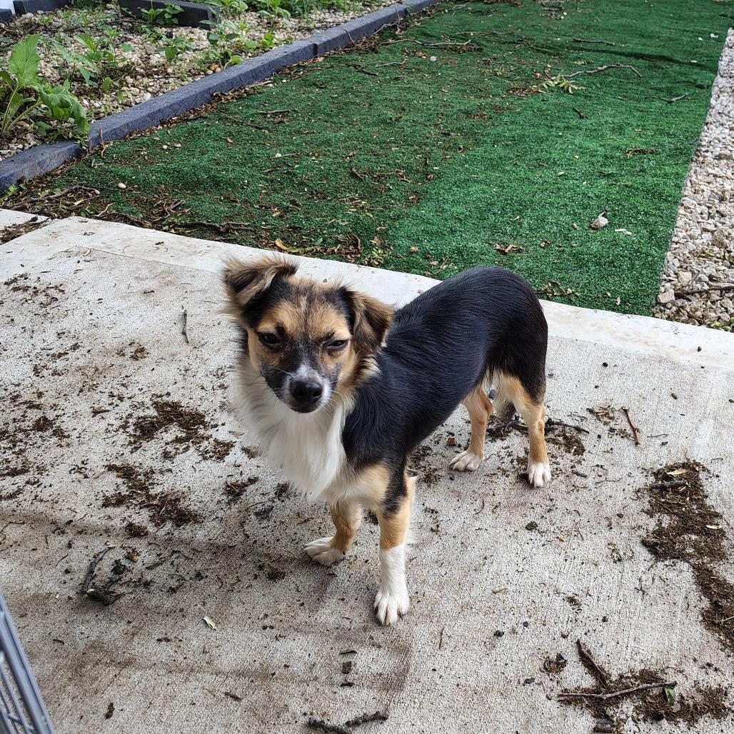 Enlarge Peter, a Adoptable Mixed Breed in Chicago, IL image 3/6