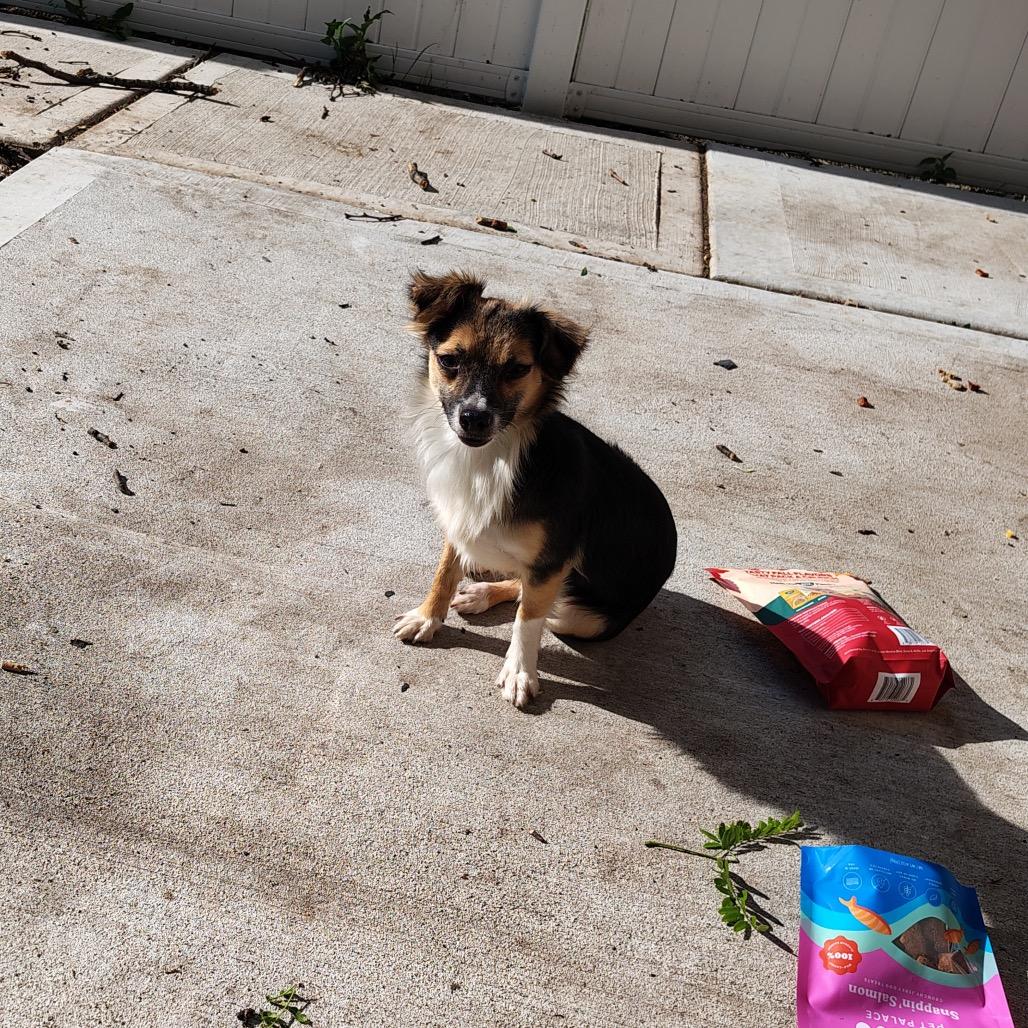 Enlarge Peter, a Adoptable Mixed Breed in Chicago, IL image 5/6