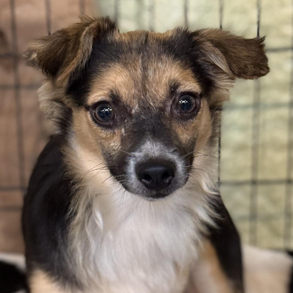 Enlarge Peter, a Adoptable Mixed Breed in Chicago, IL image 6/6