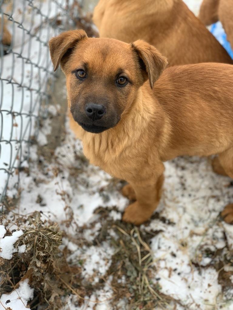 Chille, ADOPTABLE, Puppy Male Mixed Breed.