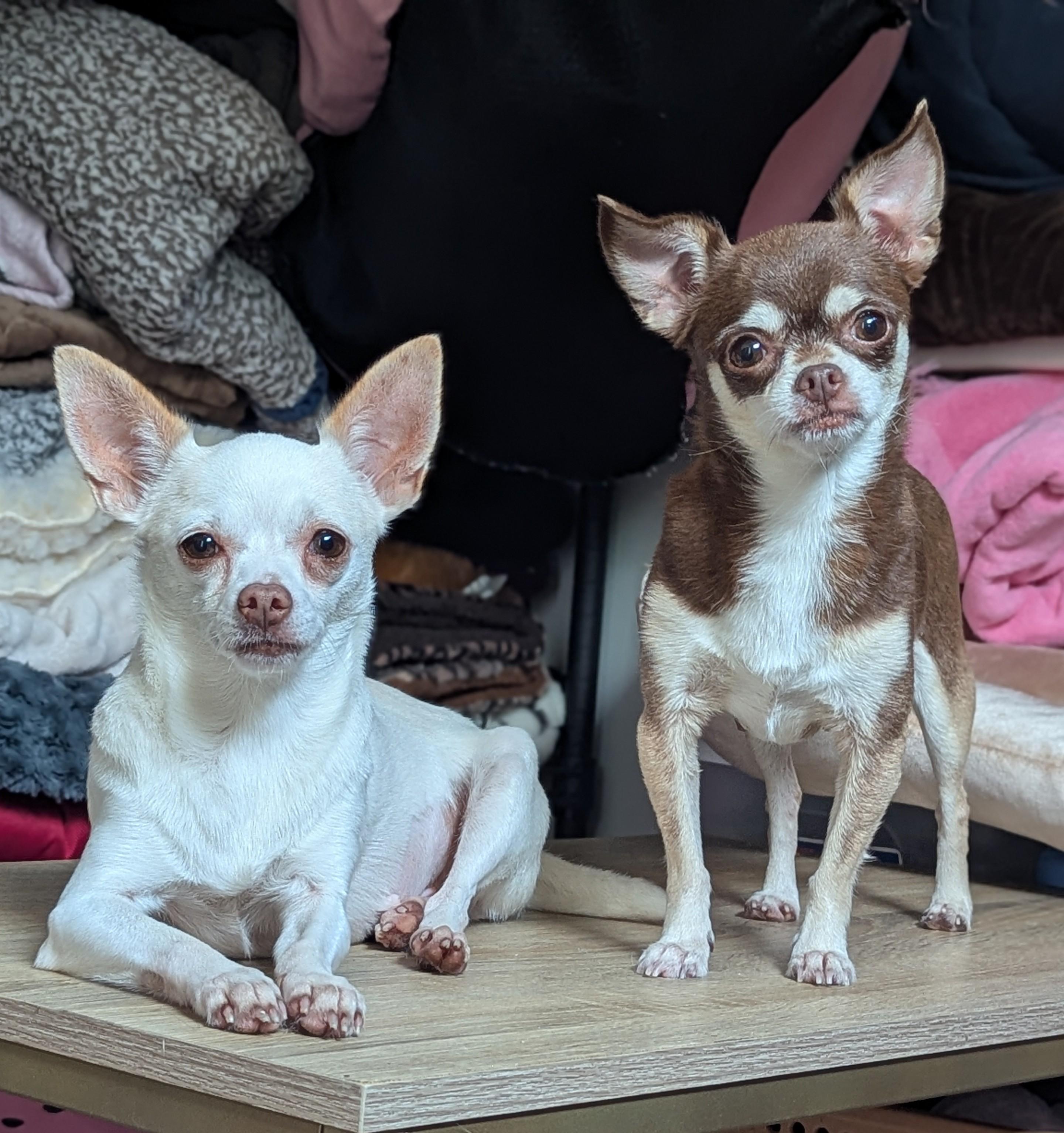 Baby Chihuahua Puppies For Sale Near Me Dog For Adoption Sugar And Carmel,  A Chihuahua In