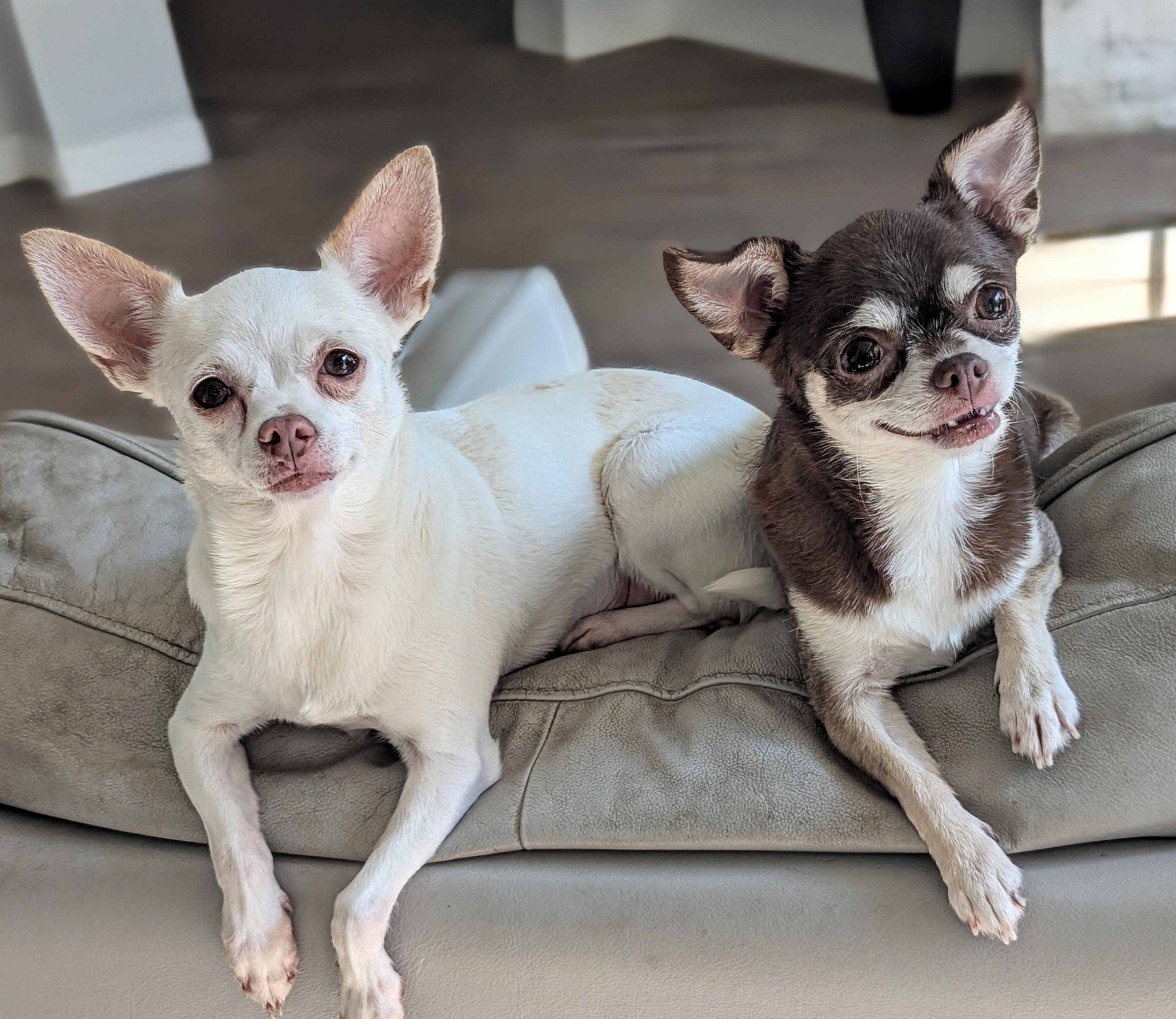 Sugar and Carmel