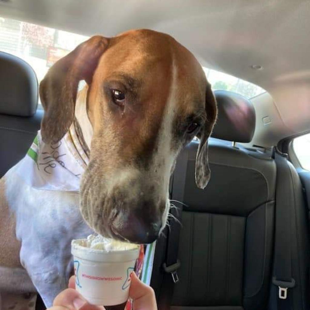 Millie, Adoptable, Senior Female Great Dane.