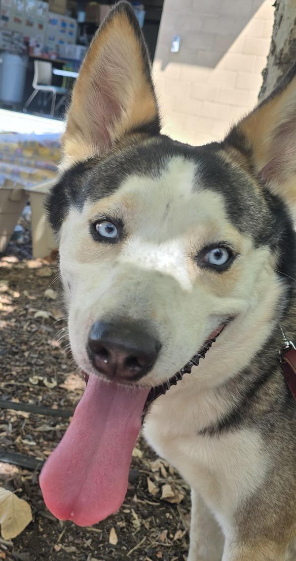 Enlarge Alex, a Adoptable mixed breed in El Cajon, CA image 1/1