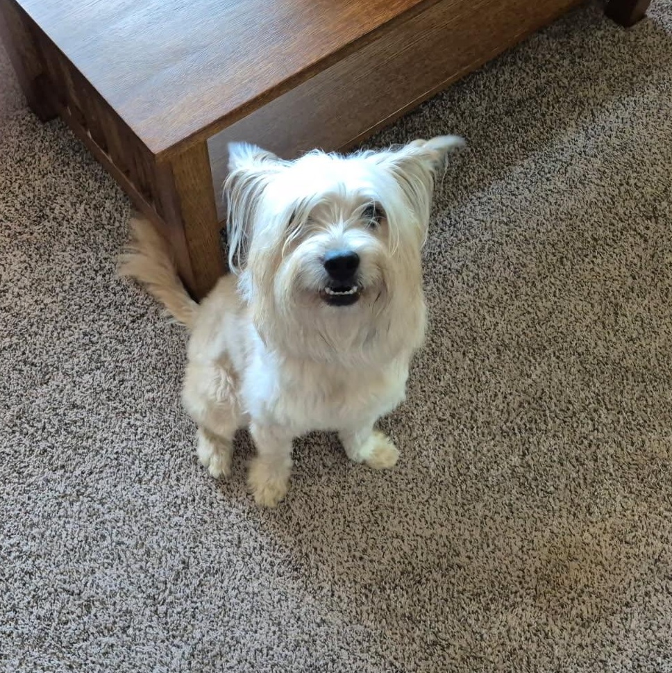 Enlarge Cuddles, a Adoptable Cairn Terrier in Blue Springs, MO image 1/1
