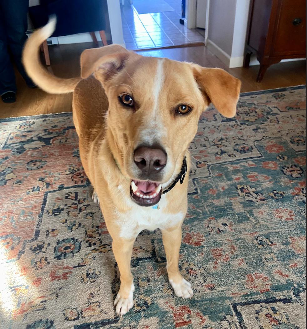 Andy, a Adoptable mixed breed in Stanhope, NJ image 1/6