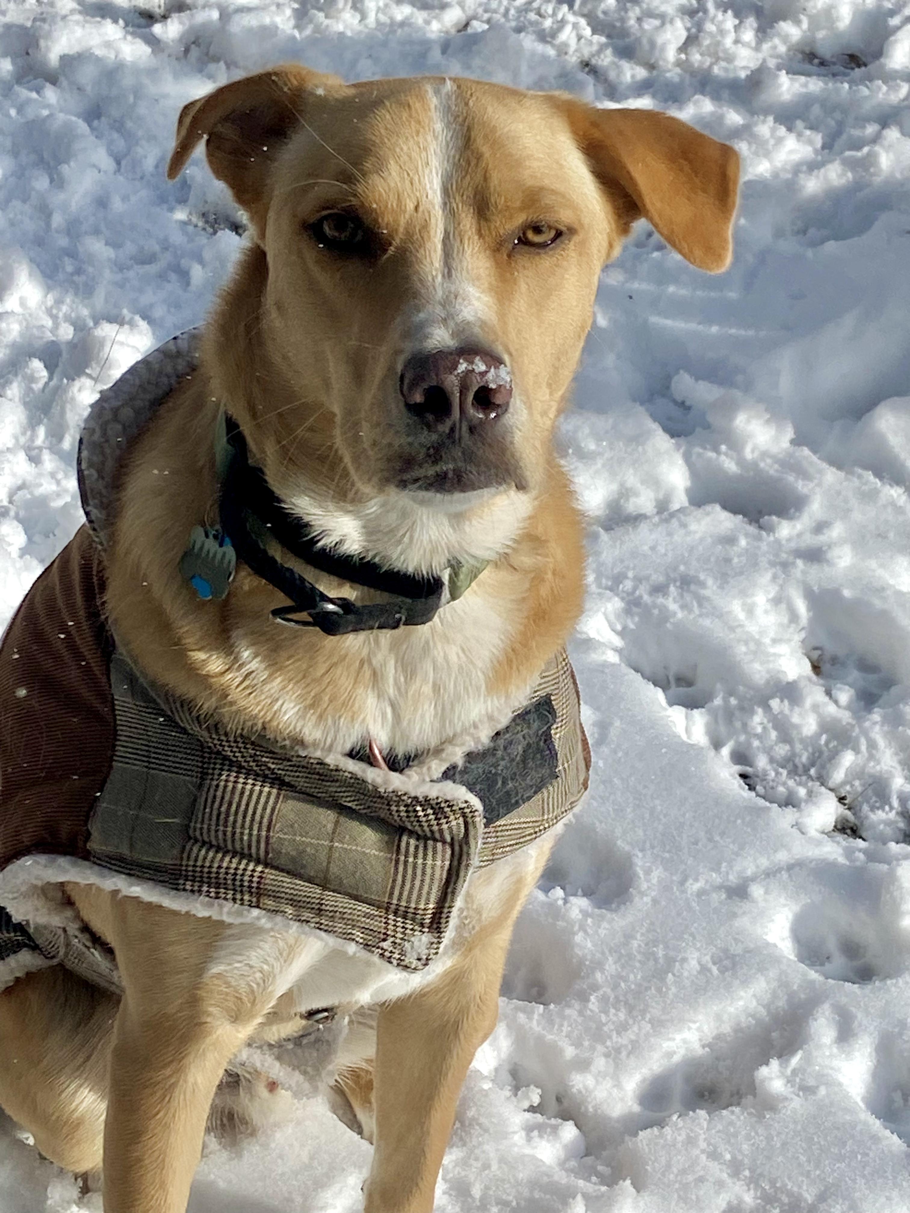 Andy, a Adoptable mixed breed in Stanhope, NJ image 6/6