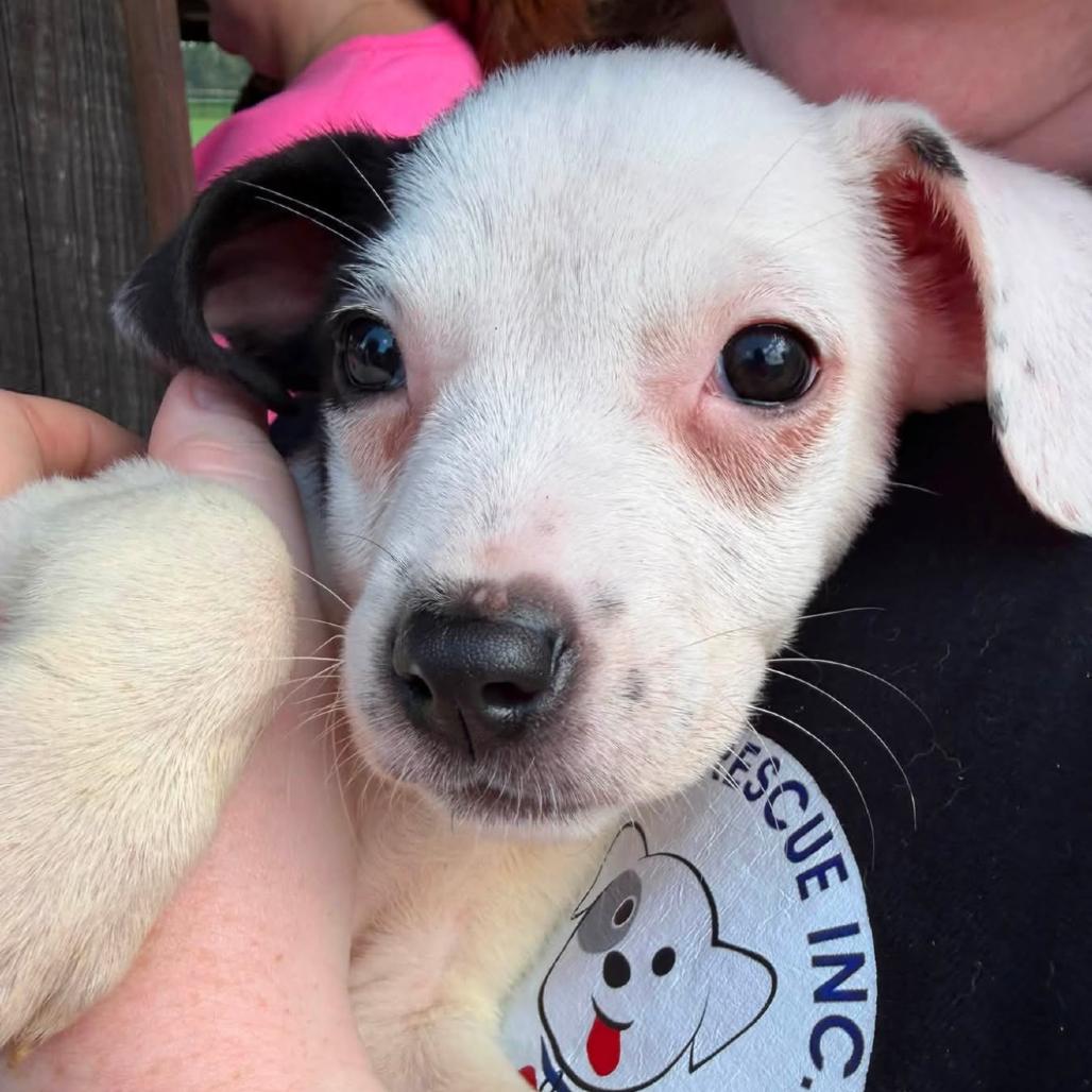 Coral, Adoptable, Puppy Female Mixed Breed.