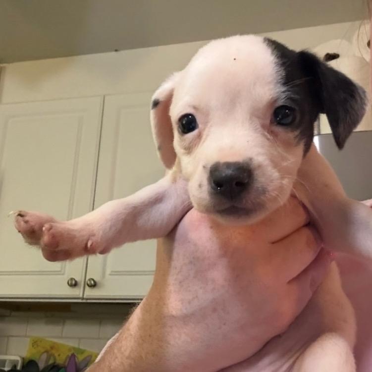 Enlarge Coral, a Adoptable Mixed Breed in Rockville, MD image 2/2