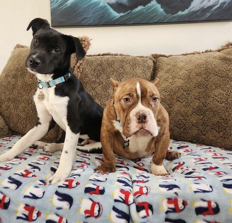 Enlarge Squash , a ADOPTABLE mixed breed in China Township, MI image 2/6