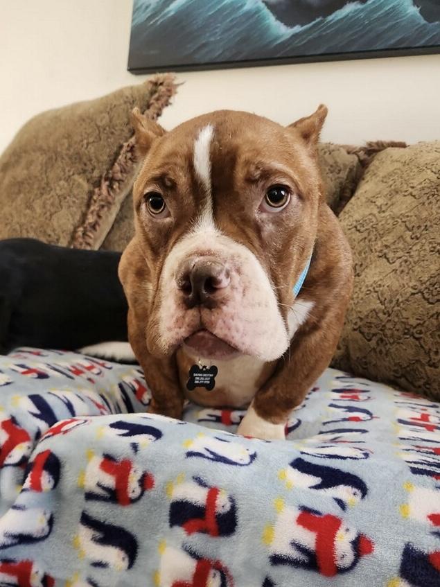 Squash , ADOPTABLE, Young Male Bulldog.