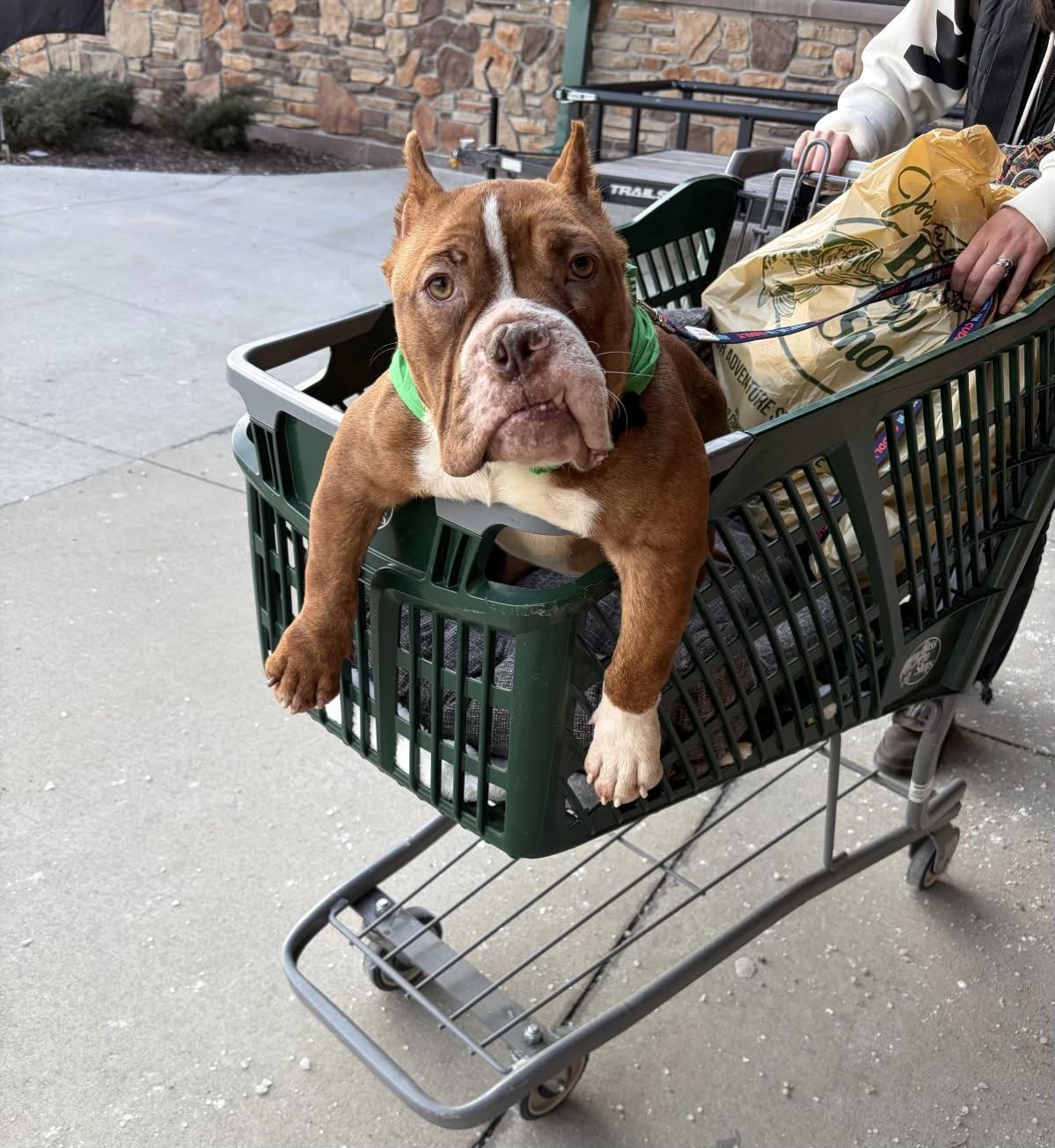 Enlarge Squash , a ADOPTABLE mixed breed in China Township, MI image 6/6