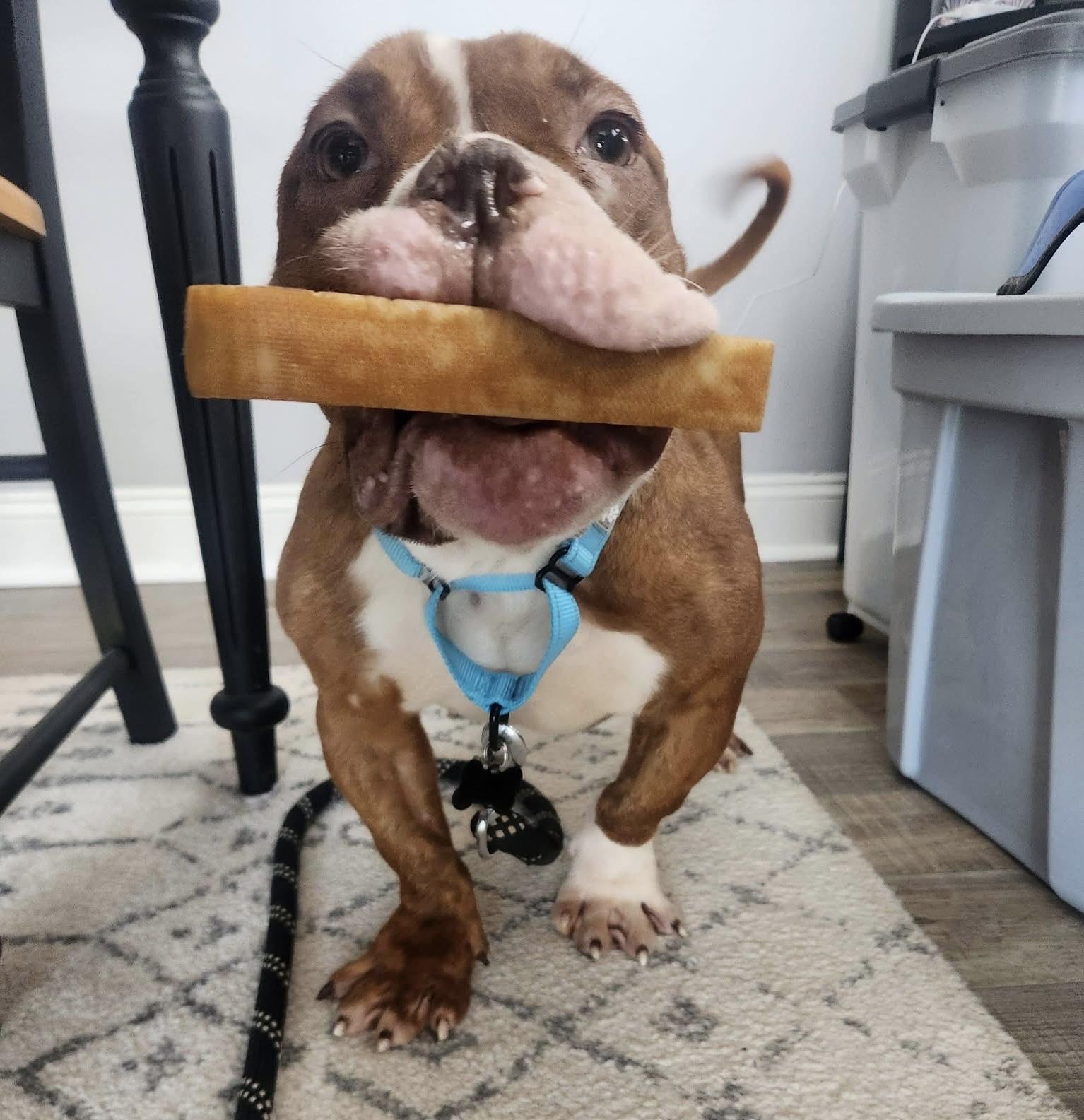 Enlarge Squash , a ADOPTABLE mixed breed in China Township, MI image 5/6