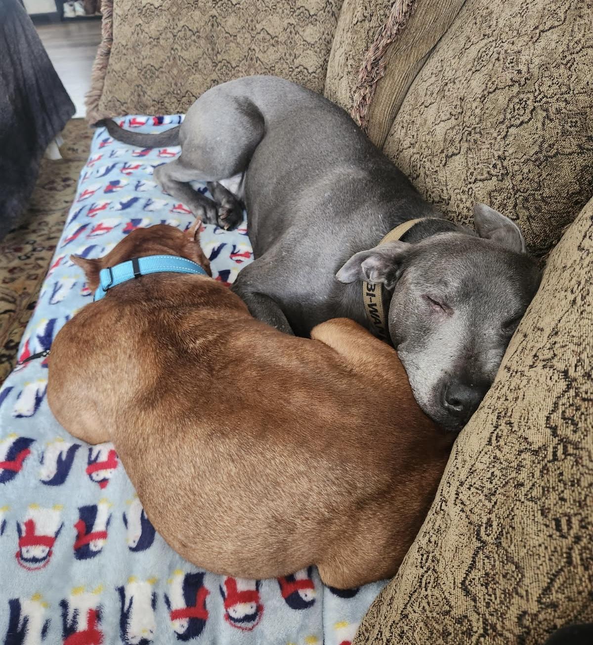 Enlarge Squash , a ADOPTABLE mixed breed in China Township, MI image 4/6