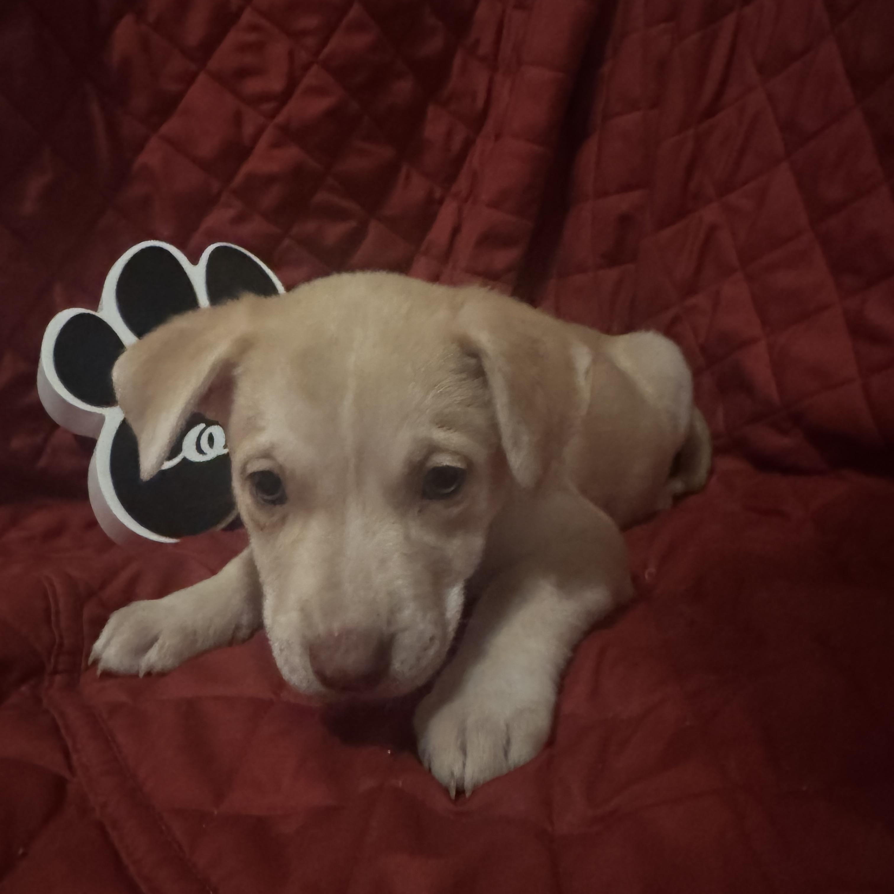 Enlarge Ferrero Rocher, a Adoptable mixed breed in McHenry, IL image 1/1