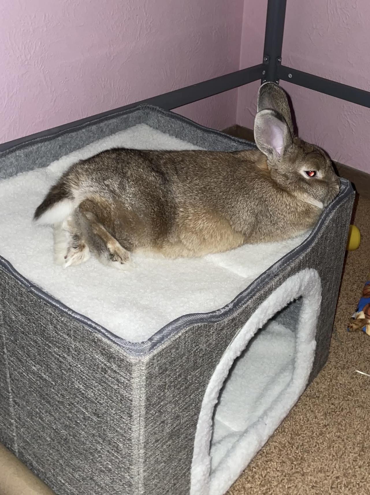 Enlarge Eros, a Adoptable Bunny Rabbit in Coralville, IA image 5/6
