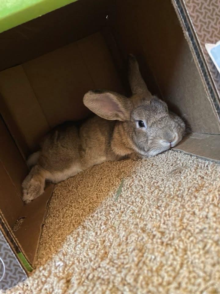 Enlarge Eros, a Adoptable Bunny Rabbit in Coralville, IA image 4/6