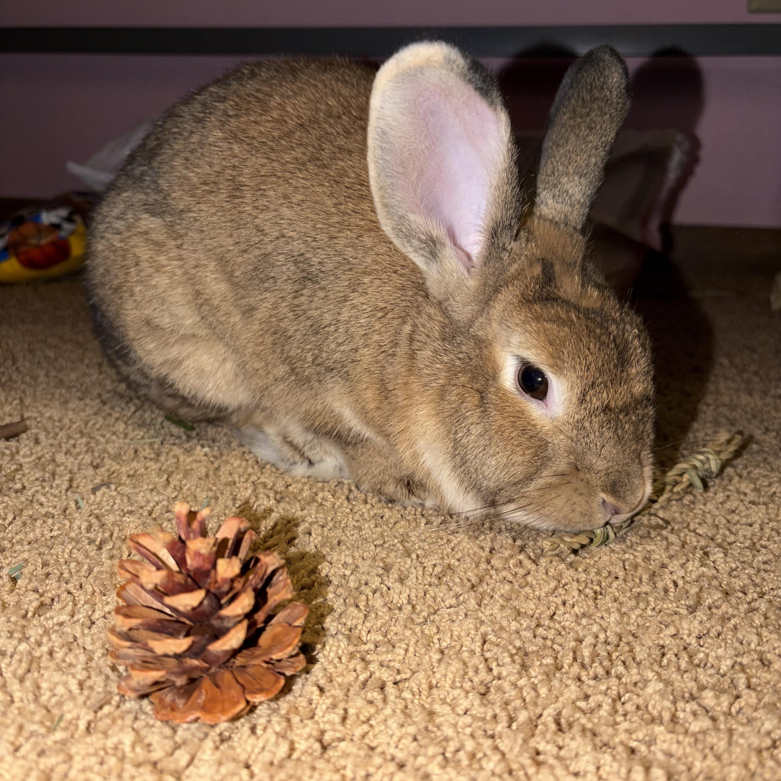 Enlarge Eros, a Adoptable Bunny Rabbit in Coralville, IA image 1/6