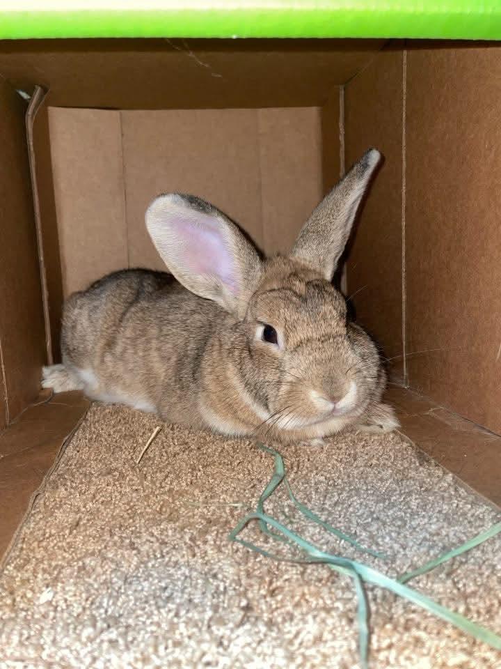 Enlarge Eros, a Adoptable Bunny Rabbit in Coralville, IA image 3/6