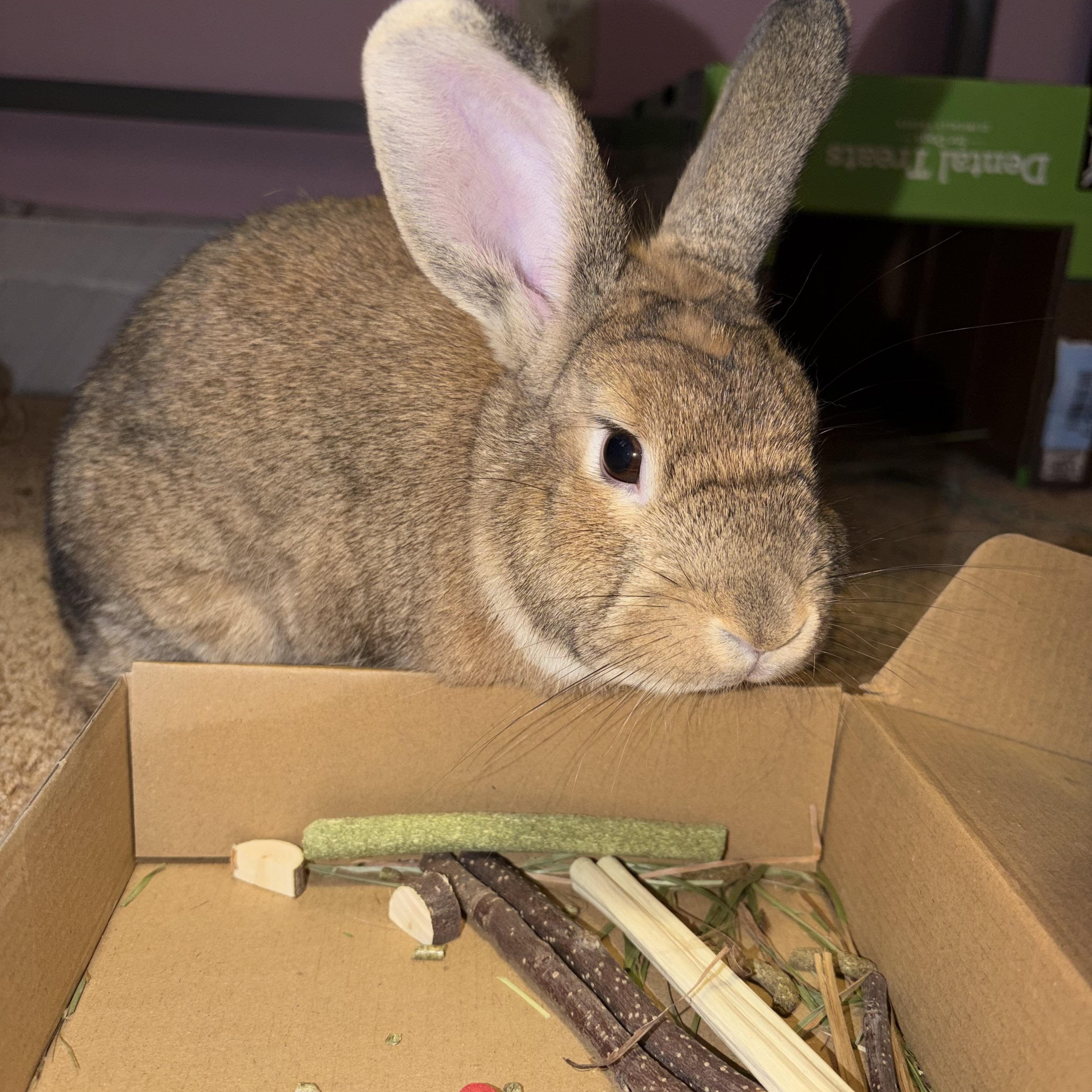 Enlarge Eros, a Adoptable Bunny Rabbit in Coralville, IA image 2/6