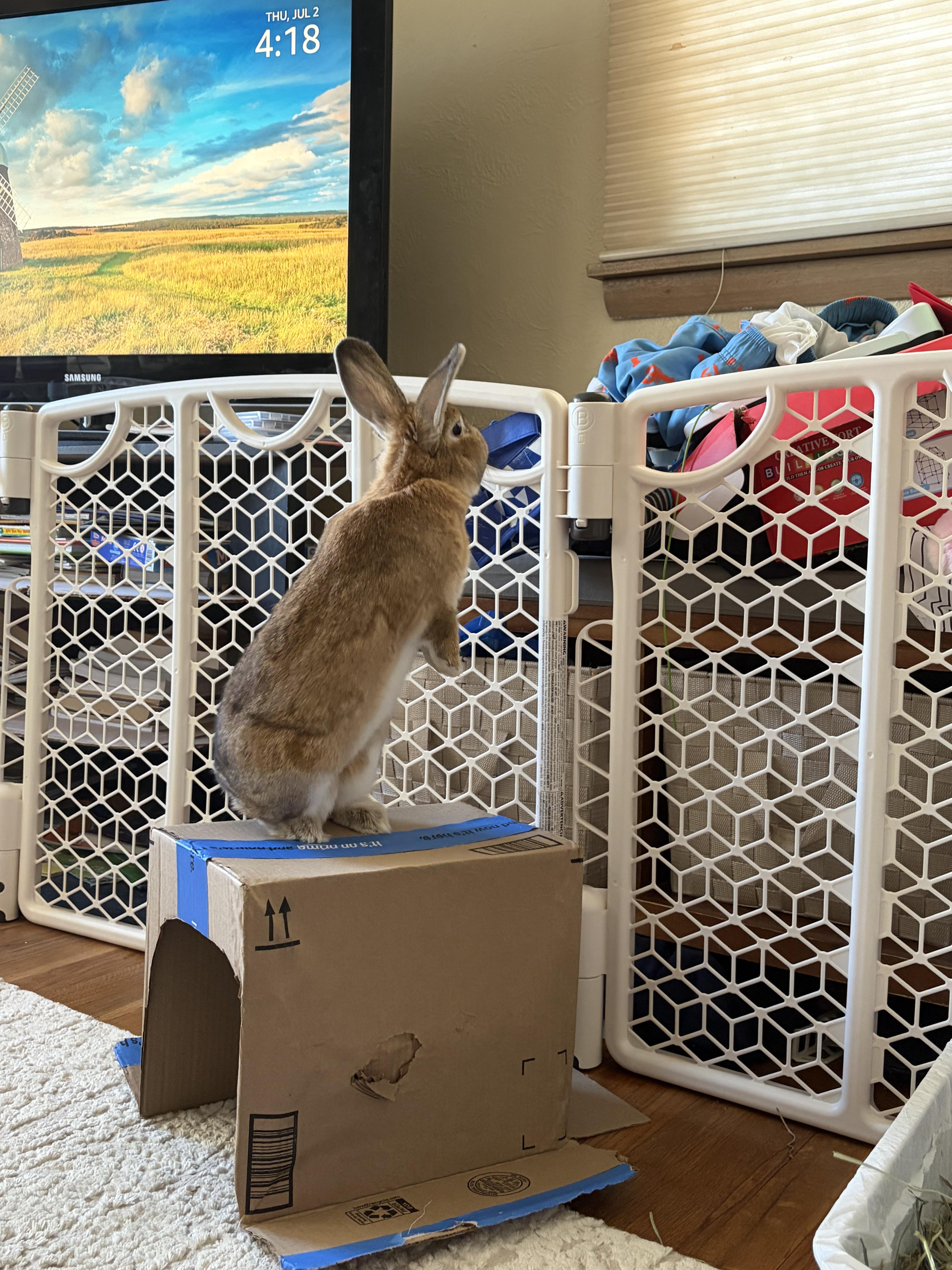 Enlarge Eros, a Adoptable Bunny Rabbit in Coralville, IA image 6/6