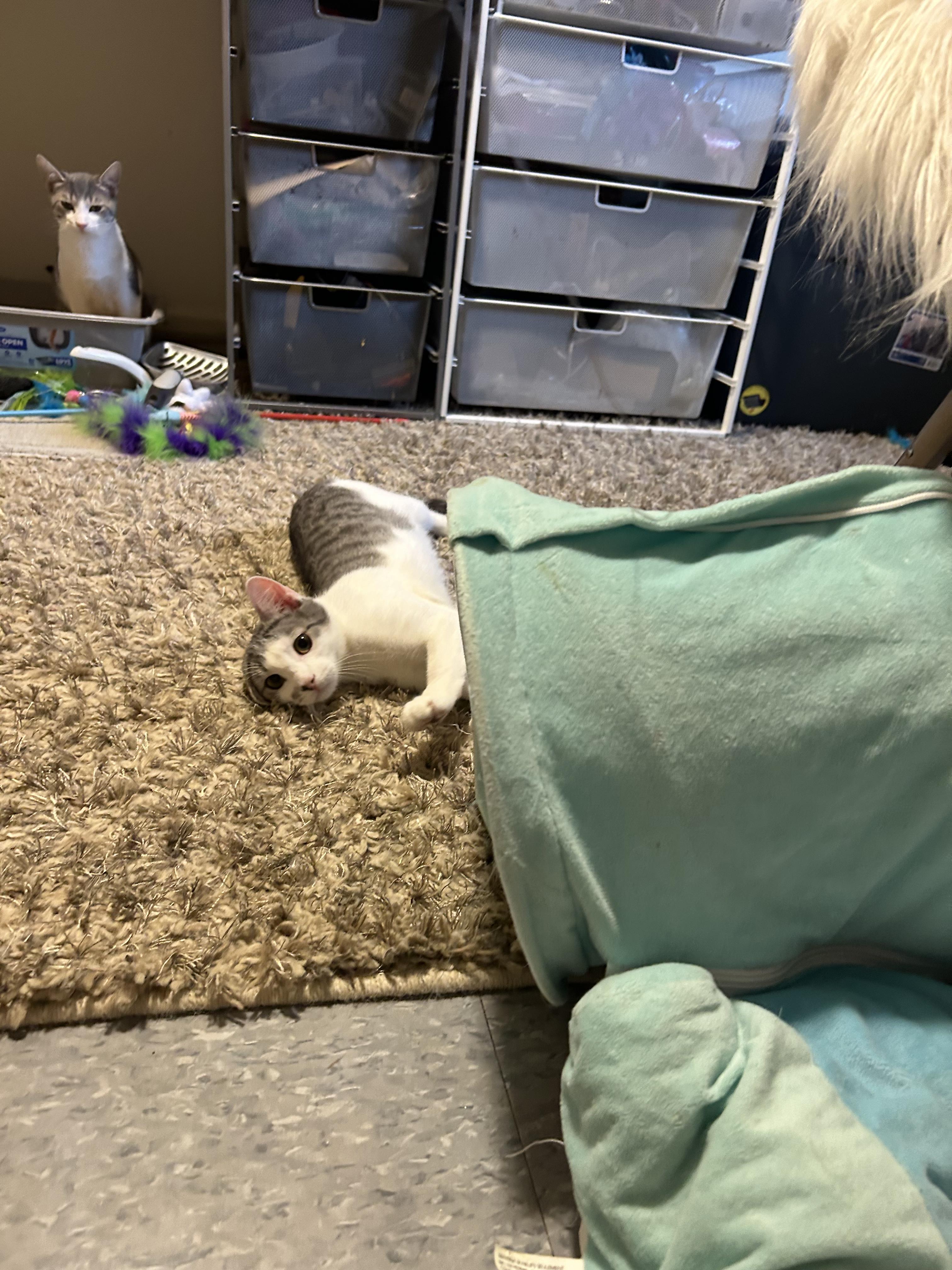 Enlarge Abby, a Adoptable Domestic Short Hair in Montclair, NJ image 1/3