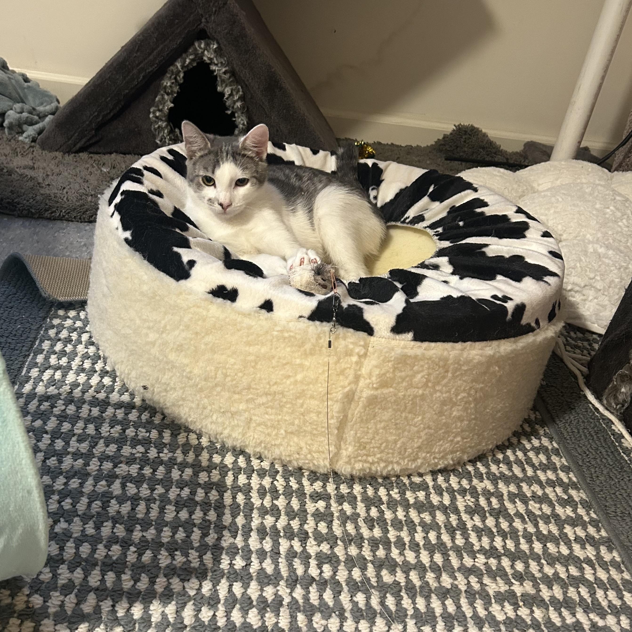 Enlarge Abby, a Adoptable Domestic Short Hair in Montclair, NJ image 2/3